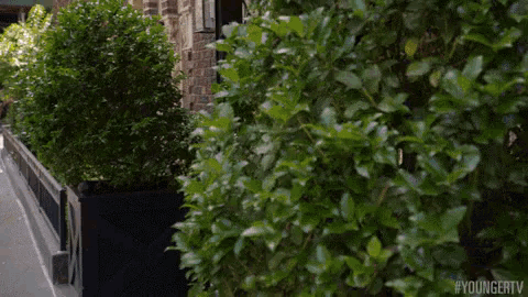 a bush with lots of green leaves is growing next to a building .