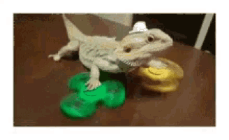 a lizard wearing a hat is playing with a green toy .
