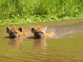 two hyenas are swimming in a muddy pond .