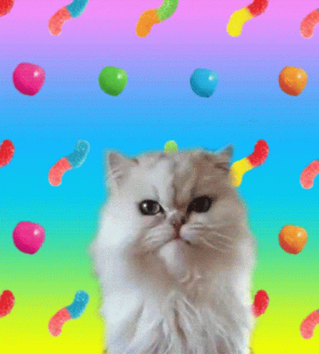 Cat The GIF - Cat The GIFs