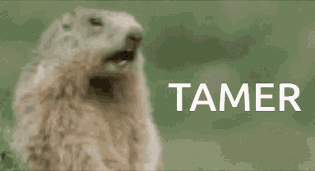 Tamer GIF - Tamer GIFs