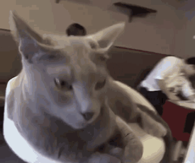 Grey Cat Cattitude GIF - Grey Cat Cattitude Chat GIFs