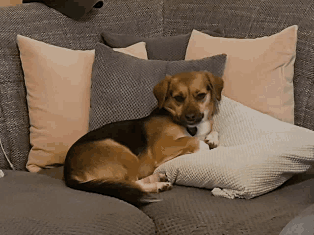 a dog is laying on a couch with pillows