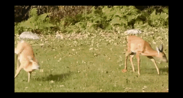 Fawns Deer GIF - Fawns Deer Wildlife GIFs