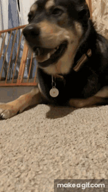 a dog laying on a carpet with a tag that says make a gif.com on the bottom