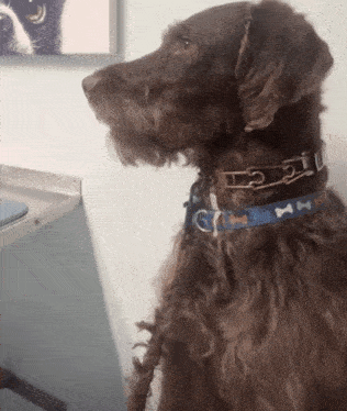 a brown dog wearing a blue collar with bones and bows on it