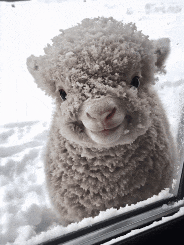 a sheep covered in snow looks out of a car window