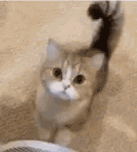 Cat Maticat GIF - Cat Maticat Meinekatze GIFs