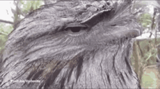 Owl Seductive GIF - Owl Seductive Birds GIFs