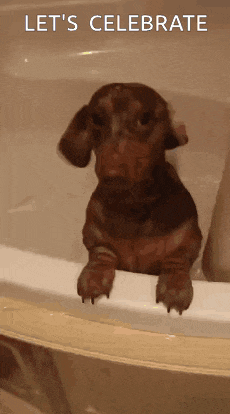 a dachshund puppy is sitting in a bathtub with the words let 's celebrate above it