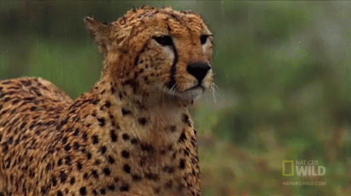 Raining GIF - Nat Geo Cheetah GIFs