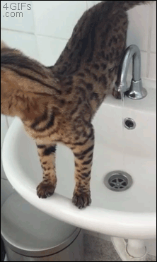 19 GIF - Cat Sink Fall GIFs