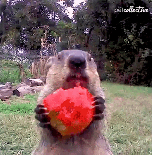 Hungry Starving GIF - Hungry Starving Beaver GIFs