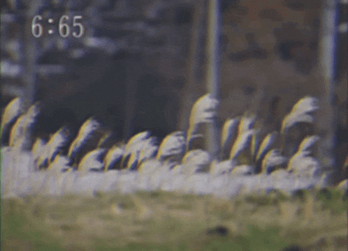 a blurry picture of a fence with the time 6:55 on the bottom