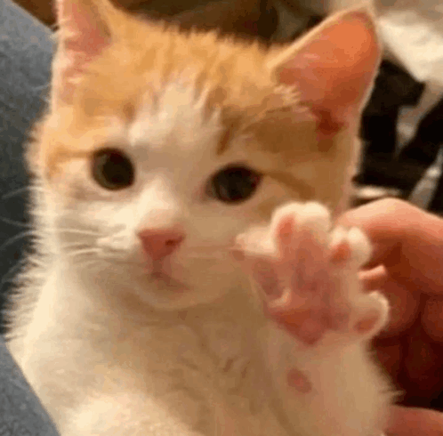 a close up of a cat 's paw being held in a person 's hand .