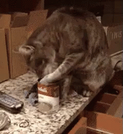 Cat Eating Soup GIF - Soup Cat Paw GIFs