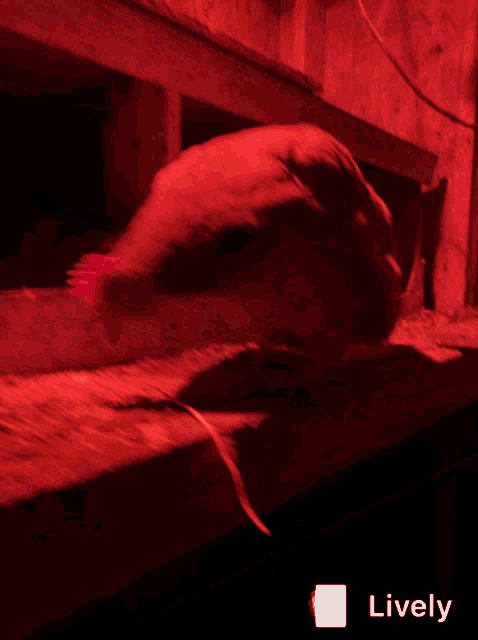a picture of a chicken under a red light with the word lively under it