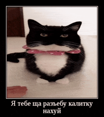 a black and white cat wearing a pink bow tie with russian writing on it