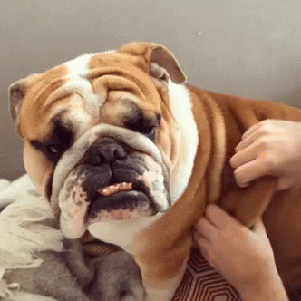 Bulldog GIF - Bulldogs Cute Dog Folds GIFs