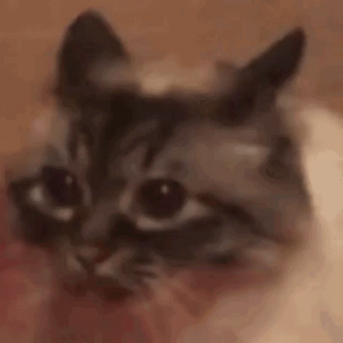Cat Shake Head GIF
