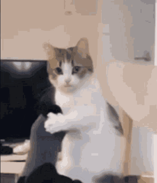 a cat is sitting on a chair in front of a television and looking at the camera .