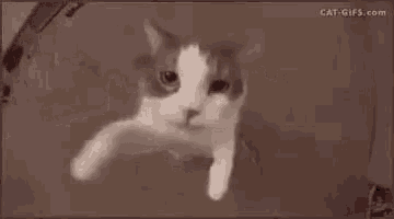 a close up of a cat 's face with a blurred background .
