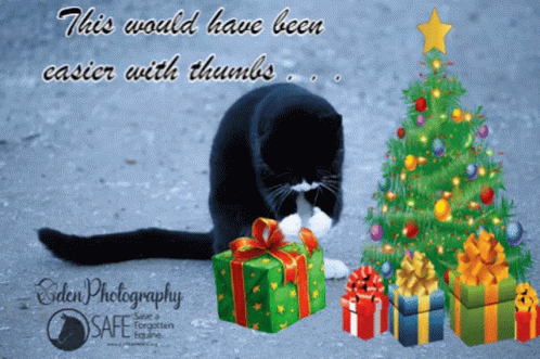 Save A Forgotten Equine Safe GIF - Save A Forgotten Equine Safe Cat GIFs