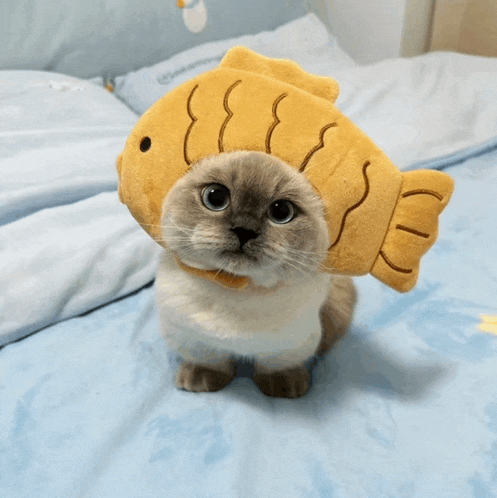 a cat is wearing a fish hat and looking at the camera