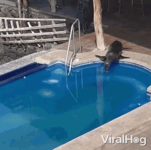Diving Viralhog GIF - Diving Viralhog Sea Lion GIFs