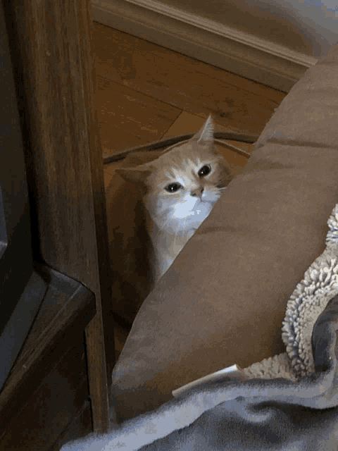 a cat is sitting on a brown pillow and looking at the camera