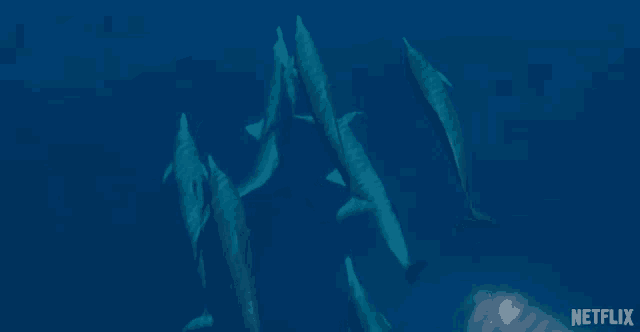 a group of dolphins are swimming in the ocean with the netflix logo in the background