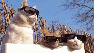 Cool Cat GIF - Cat Cool Swag GIFs