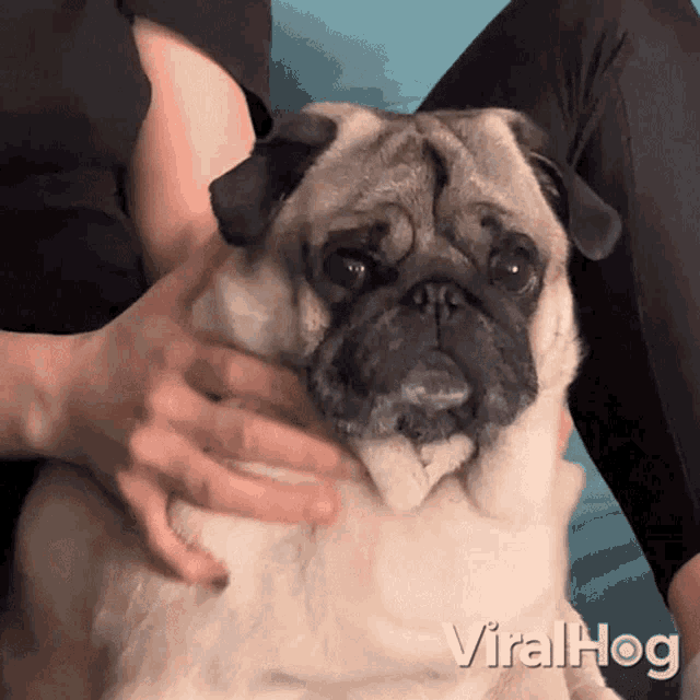 Massaging Dog Viralhog GIF - Massaging Dog Viralhog Neck Massage GIFs