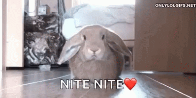 Funny Animals Bunny GIF - Funny Animals Bunny Cute GIFs