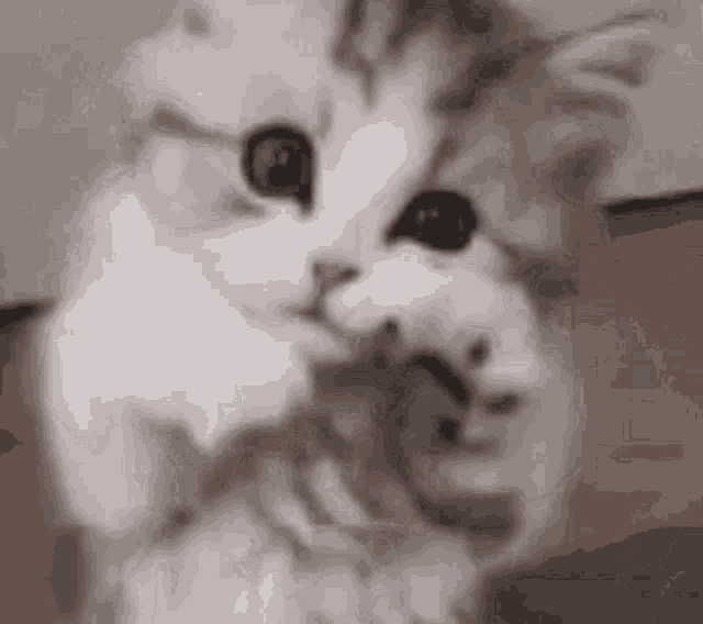 a close up of a cat 's face with a mouse in the background .