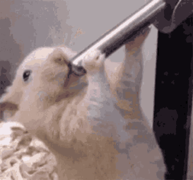 a hamster is drinking water from a faucet while hanging upside down .