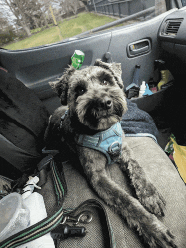 a small dog wearing a harness is laying in a car seat
