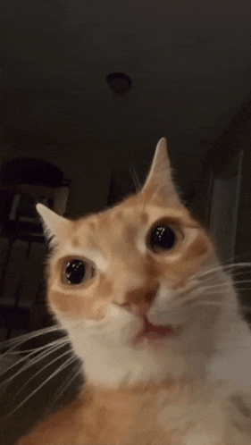 a close up of an orange and white cat 's face