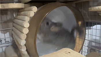 a small animal is playing in a hamster wheel with the number 19 on it