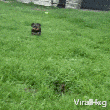 a small puppy is sitting in the grass looking at a tennis ball .