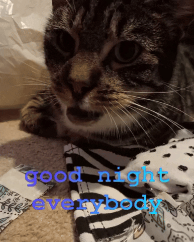 Good Night Everybody 864mcs Cat GIF - Good Night Everybody 864mcs Cat Gn GIFs