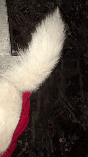 a close up of a dog 's tail with a dark background