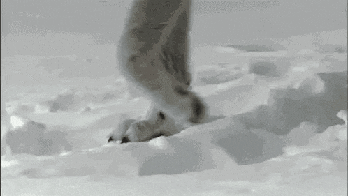 a black and white photo of a dog 's paws in the snow .