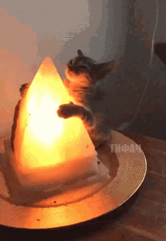 Meditation Cat GIF