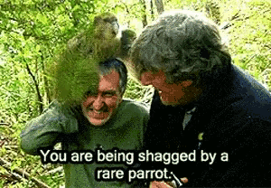 Parrot Shag GIF - Parrot Shag Funny GIFs