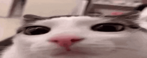 a close up of a cat 's face looking at the camera with a pink nose .
