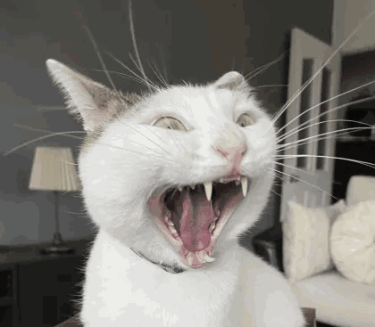 Raaa Scream GIF - Raaa Scream Cat GIFs