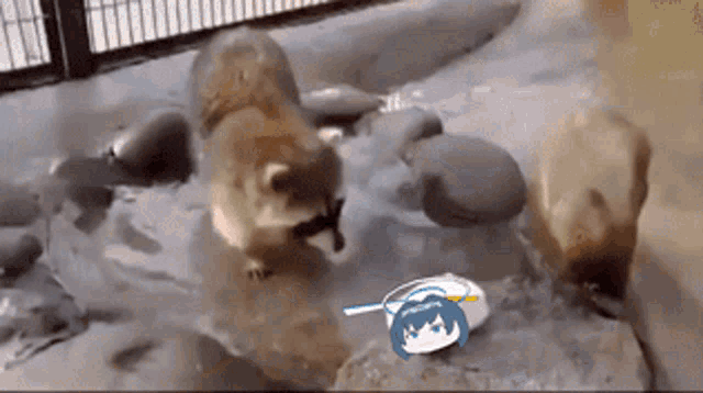 Kronii Cotton Candy GIF - Kronii Cotton Candy Racoon GIFs