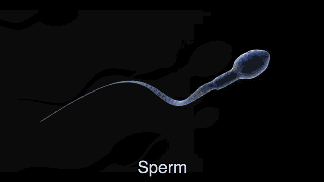 the word sperm is on the black background