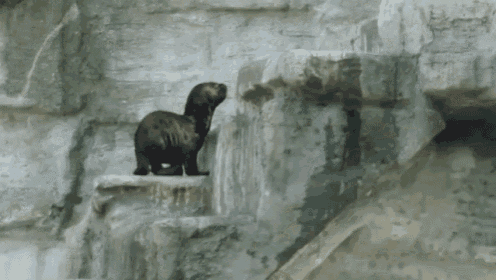Stairmaster GIF - Animals Seal Pup GIFs